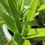 Aloe vera – aloe pravá