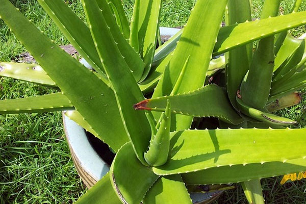 Aloe vera – aloe pravá
