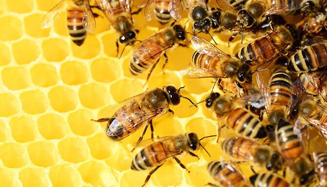 Léčivý propolis – včelí zázrak